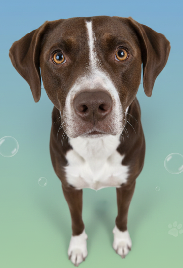 Bingo looking up against a blue and green background